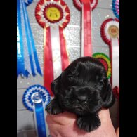 Cocker Spaniel (Show)