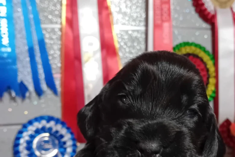 Cocker Spaniel (Show)