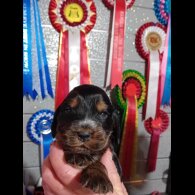 Cocker Spaniel (Show)