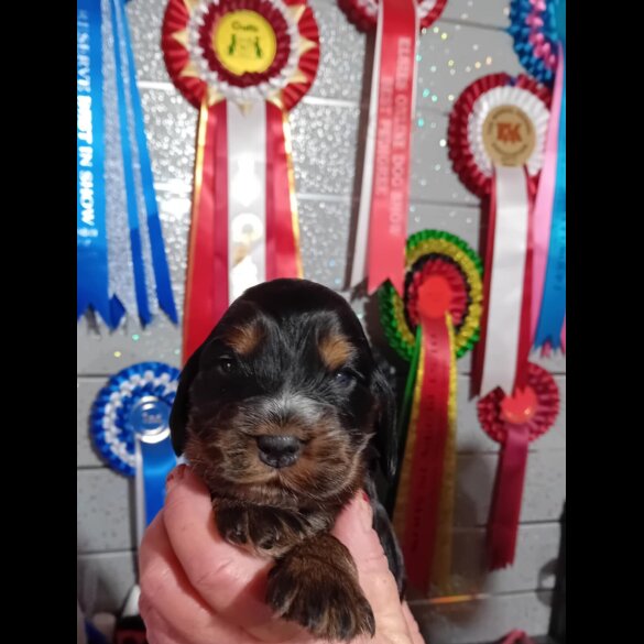 Cocker Spaniel (Show)