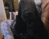 Cocker Spaniel (Show)