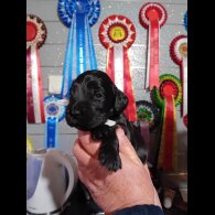 Cocker Spaniel (Show)