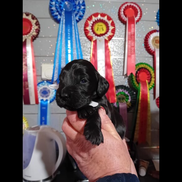 Cocker Spaniel (Show)