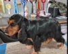 Cocker Spaniel (Show)