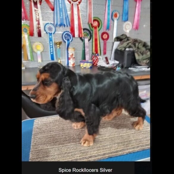 Cocker Spaniel (Show)