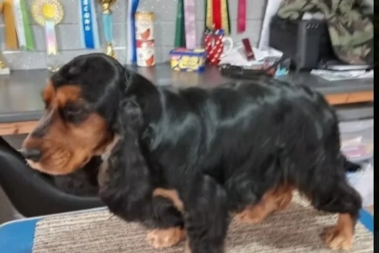Cocker Spaniel (Show)