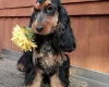 Cocker Spaniel (Show)