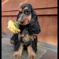Cocker Spaniel (Show)