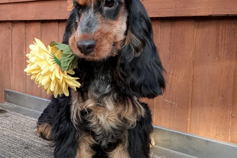 Cocker Spaniel (Show)