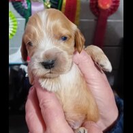 Cocker Spaniel (Show)
