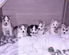 Siberian Husky