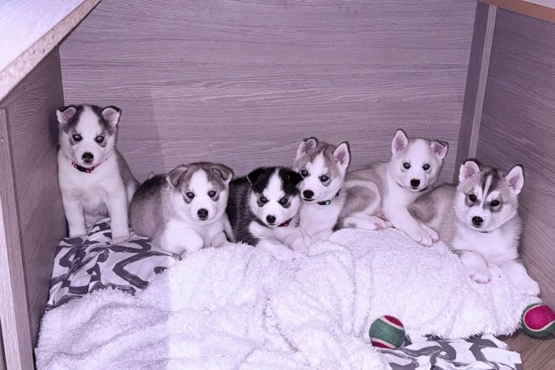 Siberian Husky