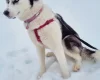 Siberian Husky