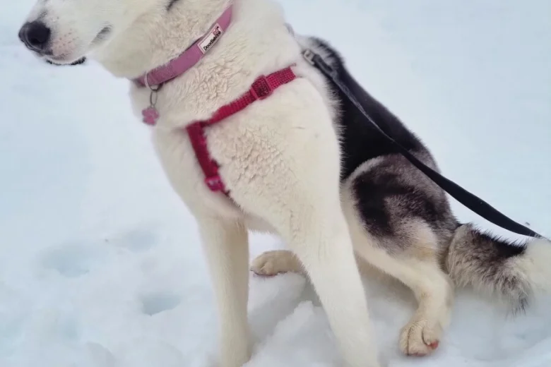 Siberian Husky