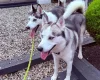 Siberian Husky