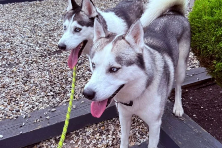 Siberian Husky
