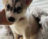 Siberian Husky