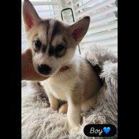 Siberian Husky
