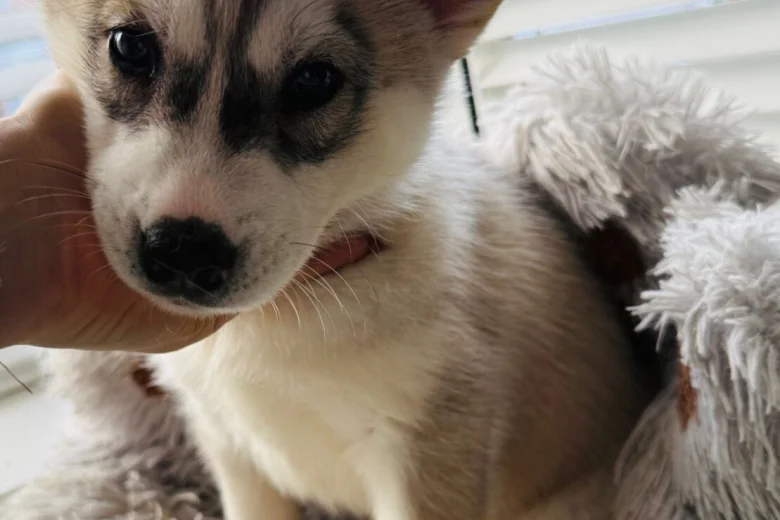 Siberian Husky