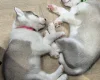 Siberian Husky