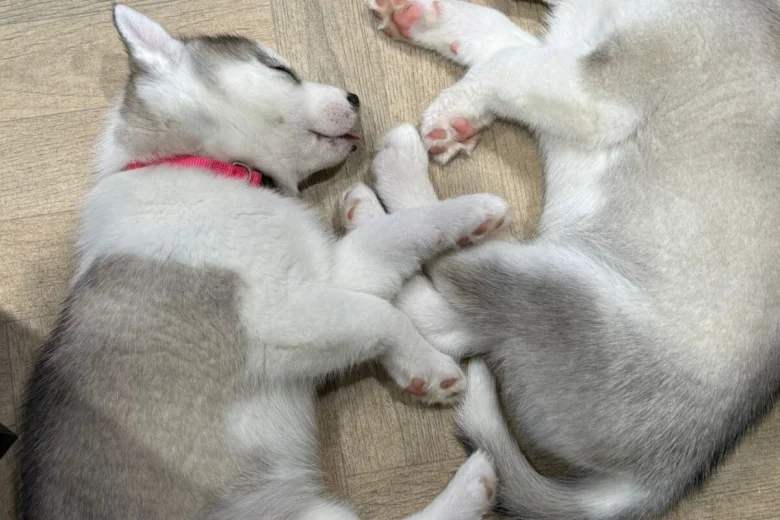 Siberian Husky