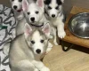 Siberian Husky