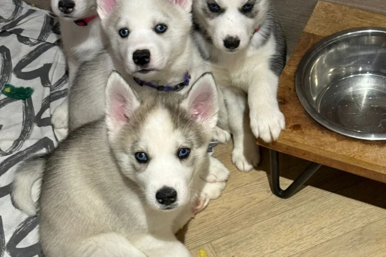Siberian Husky