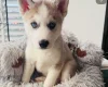 Siberian Husky