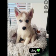Siberian Husky