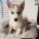 Siberian Husky
