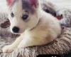 Siberian Husky