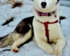 Siberian Husky
