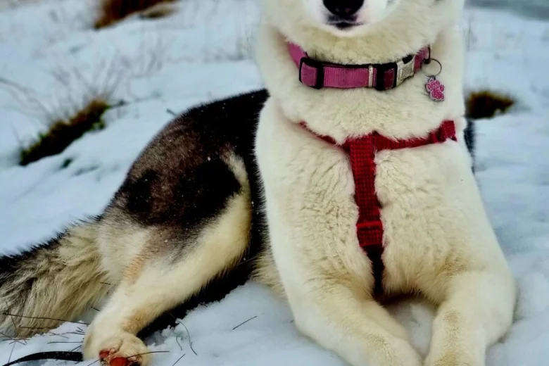 Siberian Husky