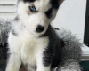 Siberian Husky