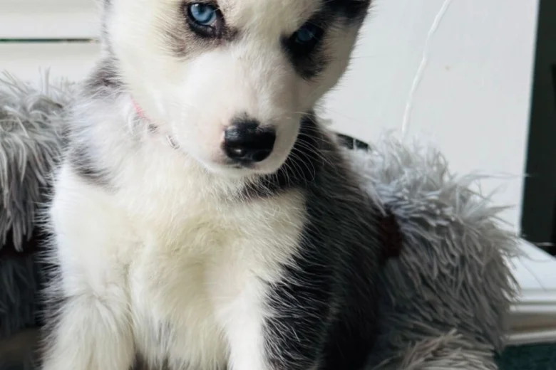 Siberian Husky