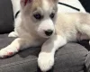 Siberian Husky