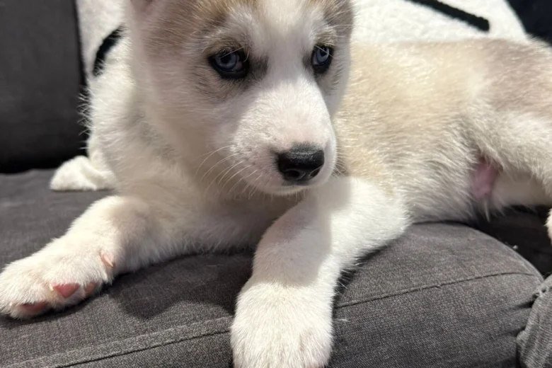 Siberian Husky
