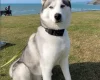 Siberian Husky