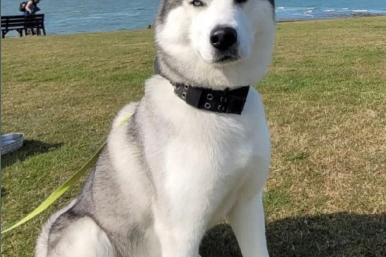 Siberian Husky