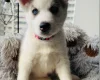 Siberian Husky
