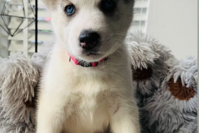 Siberian Husky