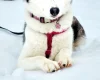 Siberian Husky