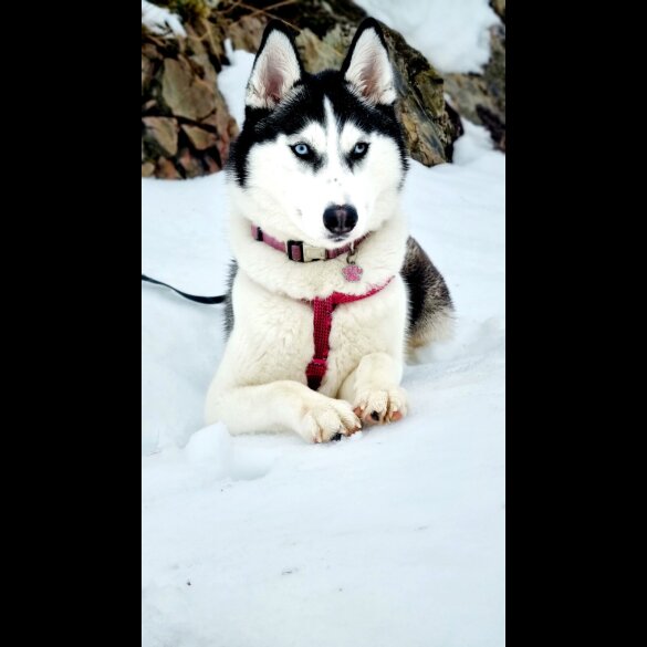 Siberian Husky
