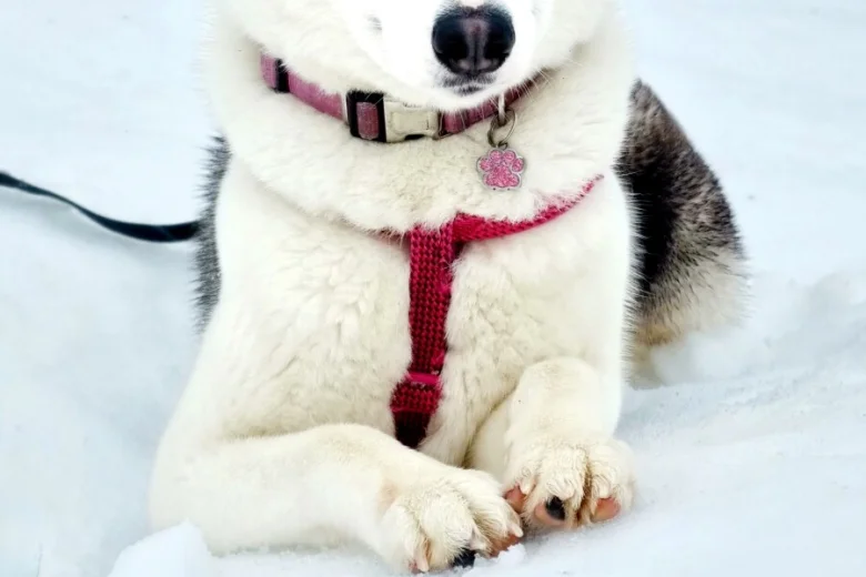 Siberian Husky