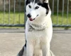 Siberian Husky