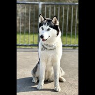 Siberian Husky