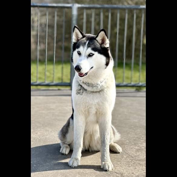Siberian Husky