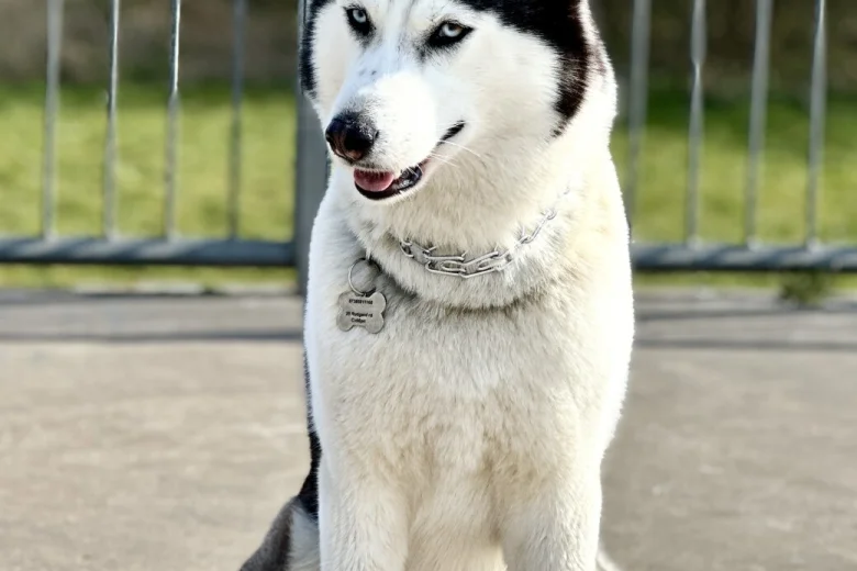 Siberian Husky