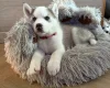 Siberian Husky