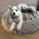 Siberian Husky